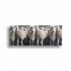 Sheep Banner