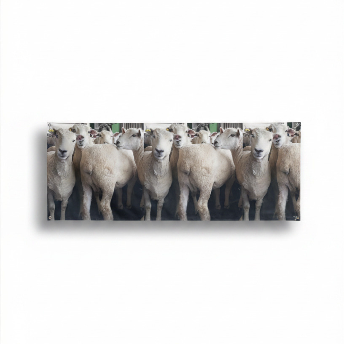 Sheep Banner