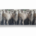 Sheep Banner