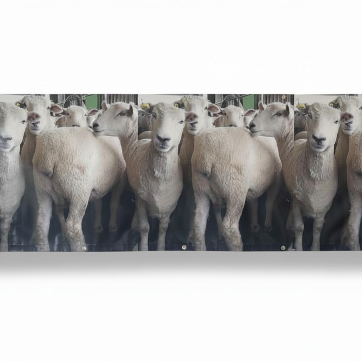 Sheep Banner