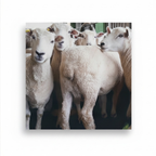 Sheep Poster