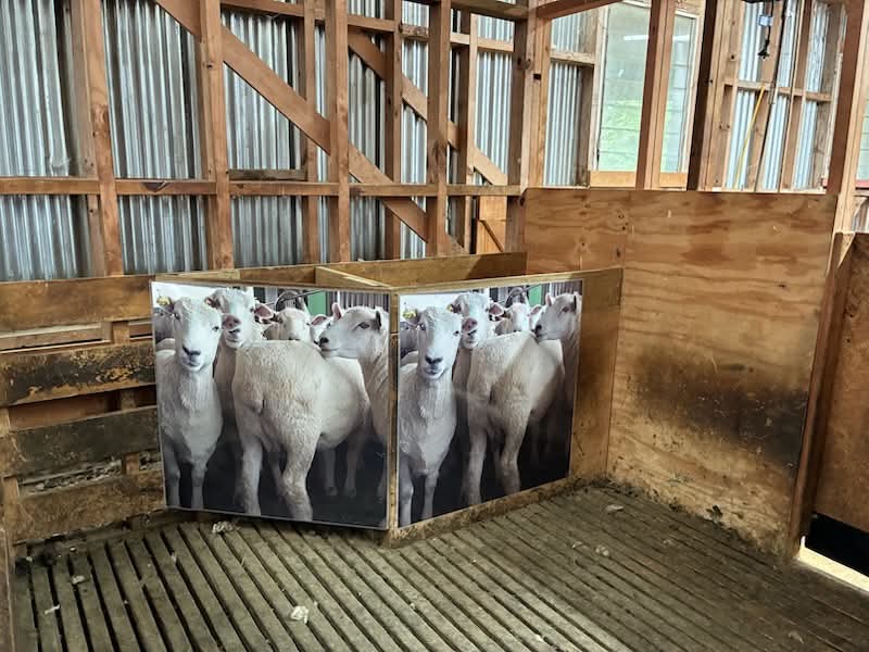 Sheep Poster