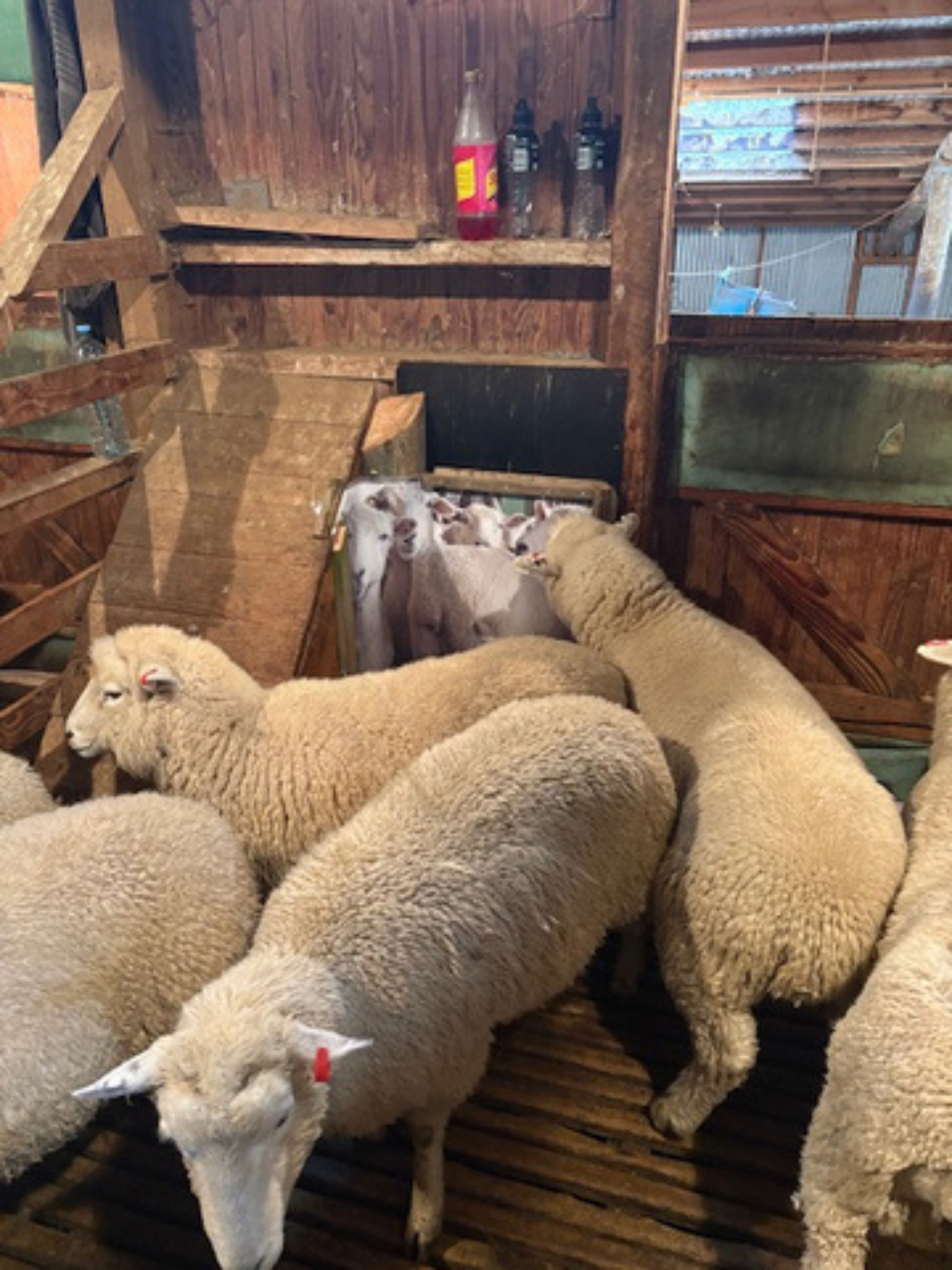 Sheep Poster