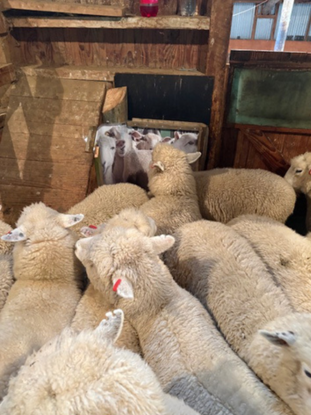 Sheep Poster