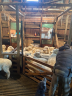Sheep Poster