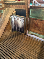 Sheep Poster