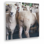 Sheep Poster