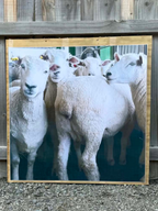 Sheep Poster