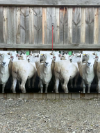 Sheep Banner