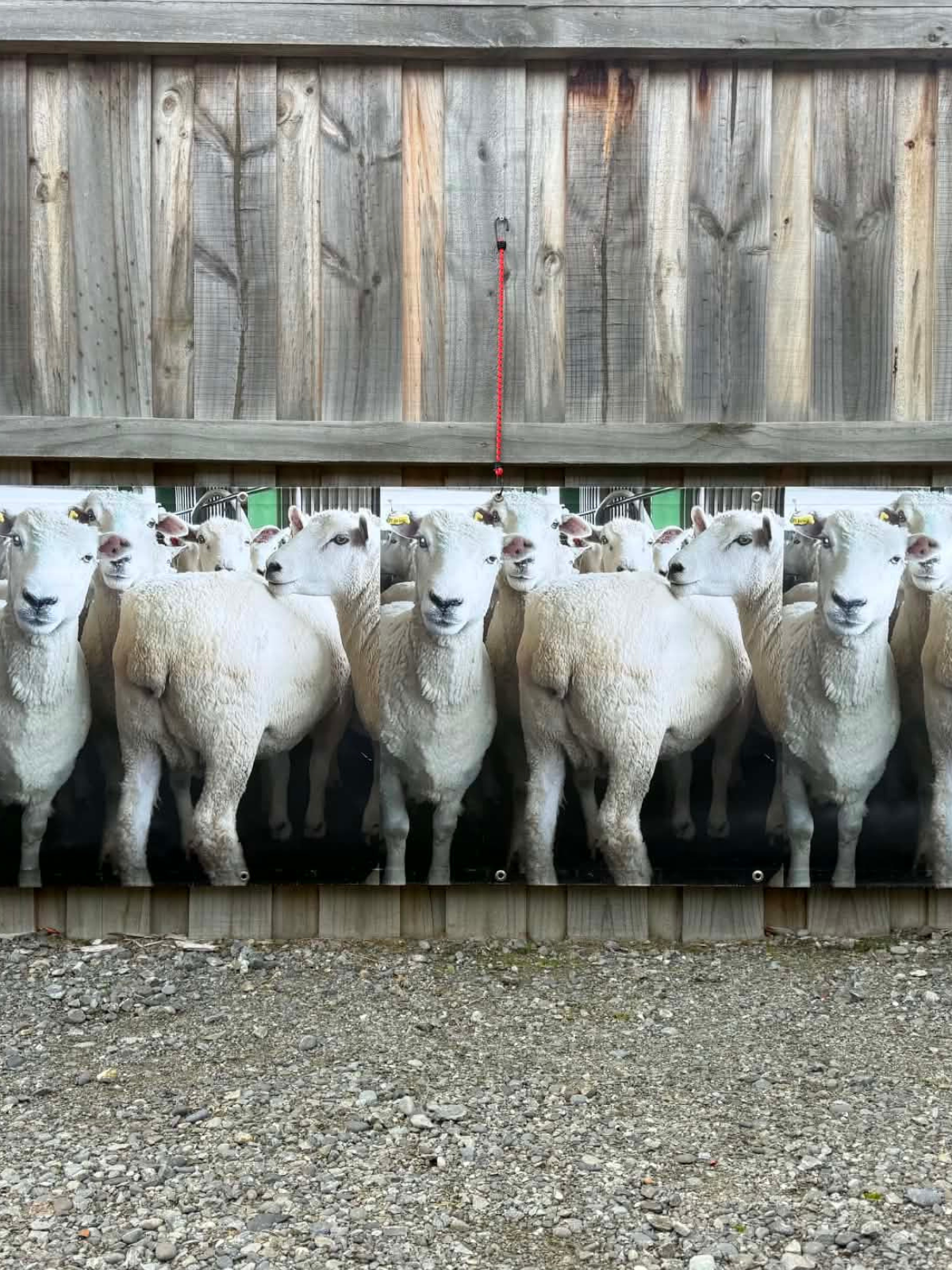 Sheep Banner