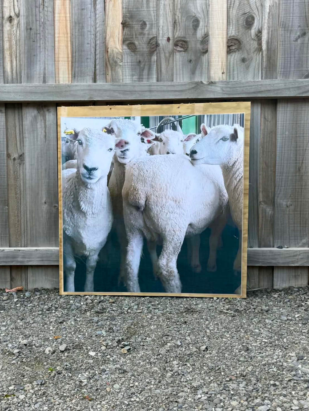 Sheep Poster