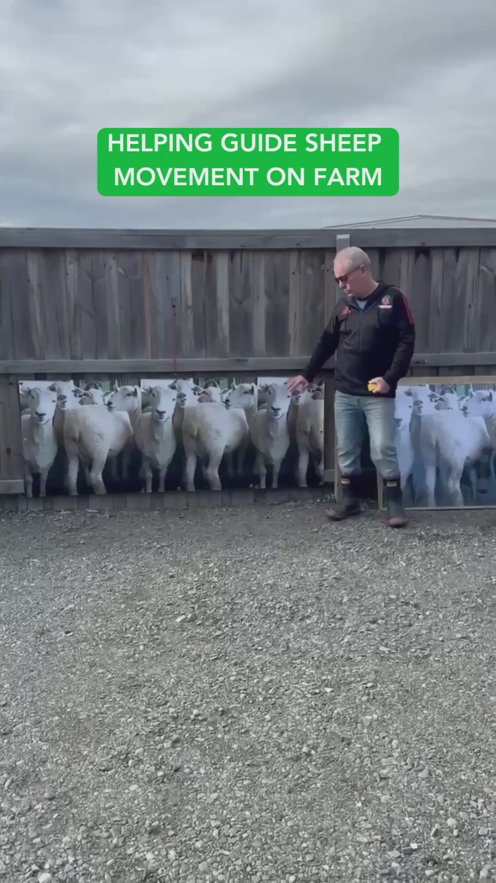 Sheep Poster