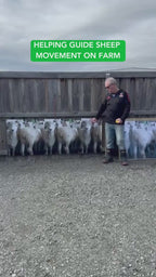 Sheep Poster
