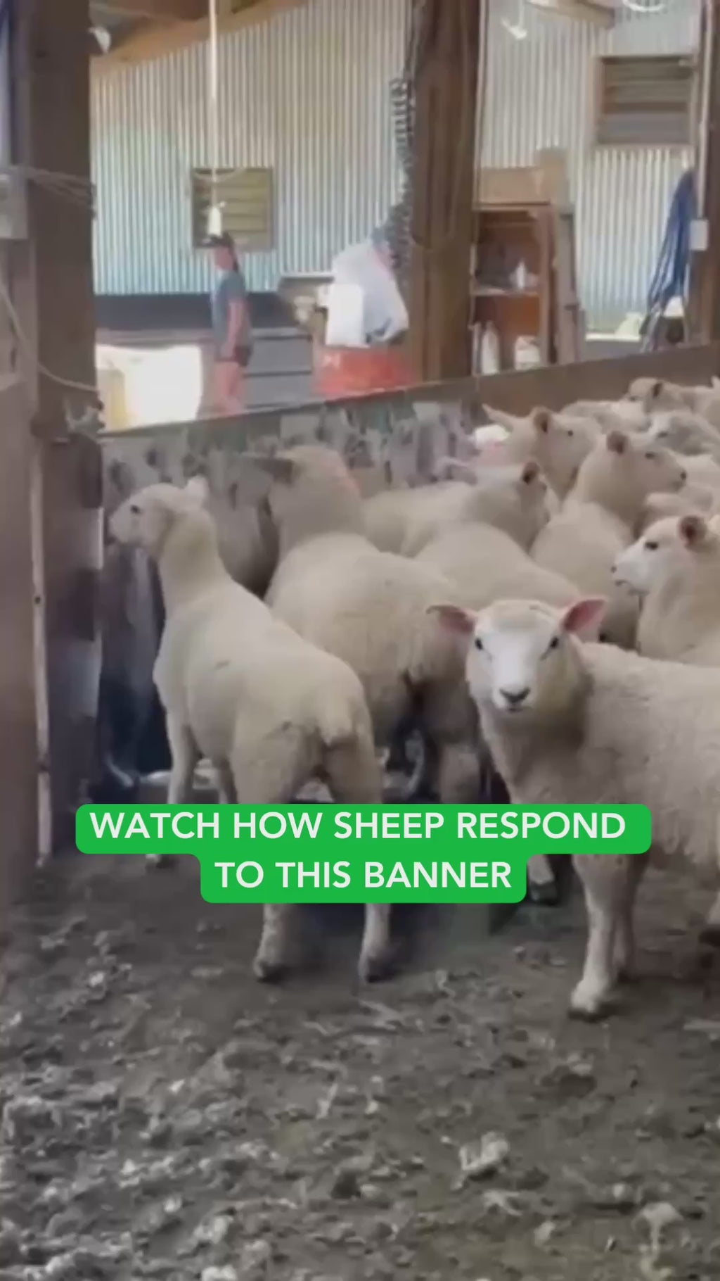 Sheep Banner