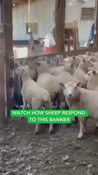 Sheep Banner